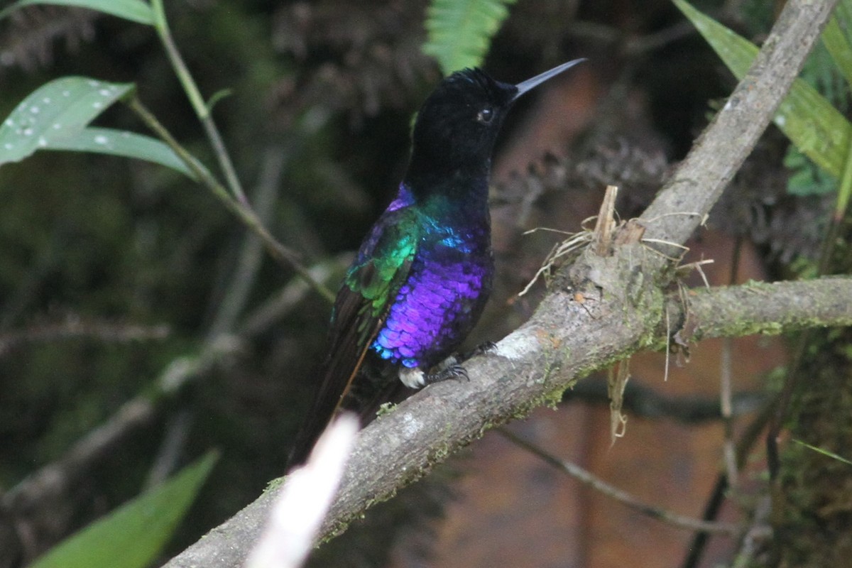 Velvet-purple Coronet - ML101161731