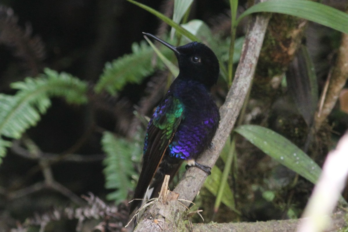 Velvet-purple Coronet - ML101161741