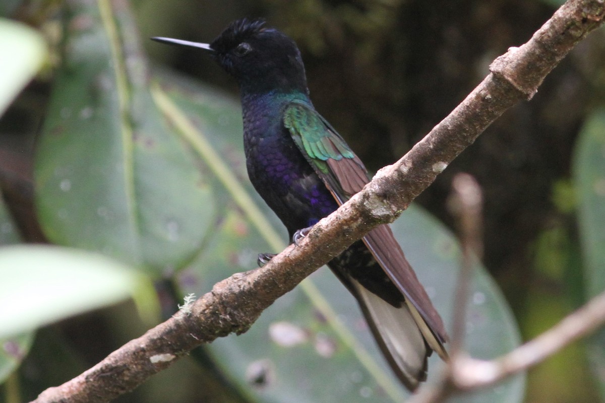 Velvet-purple Coronet - ML101161751