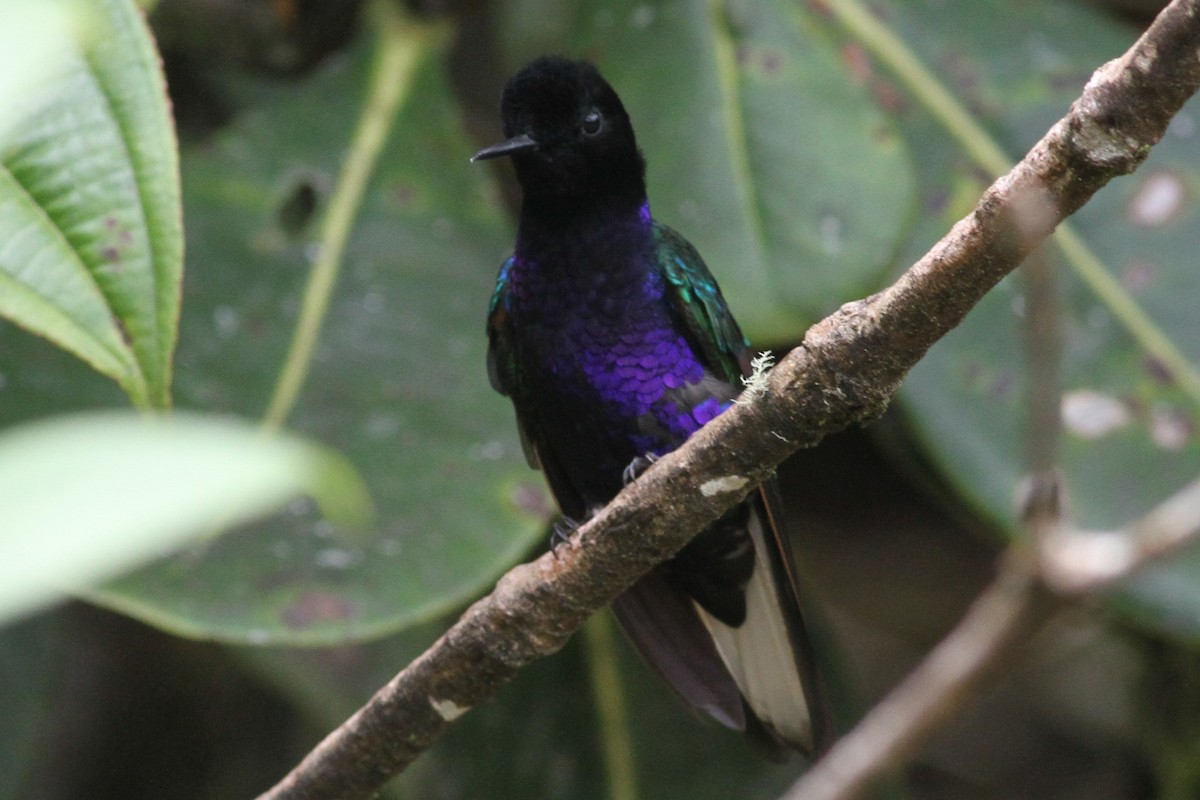 Velvet-purple Coronet - ML101161761