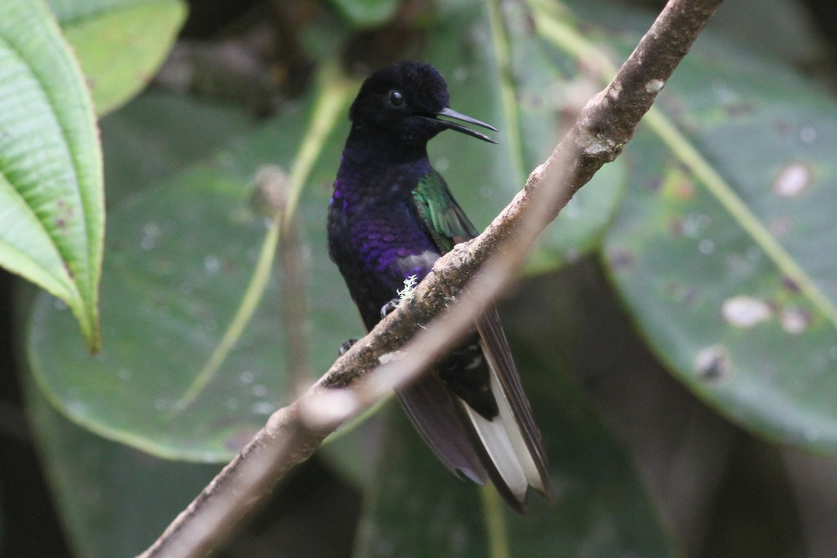 Velvet-purple Coronet - ML101161771