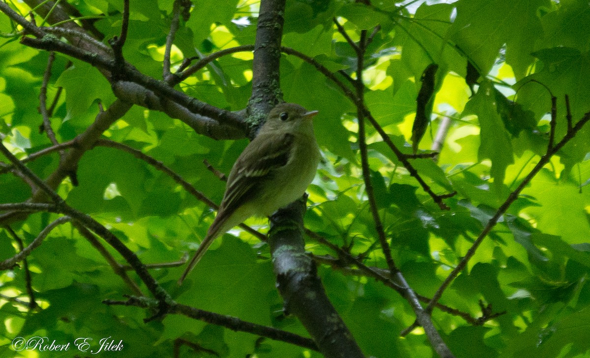 Acadian Flycatcher - ML101162431