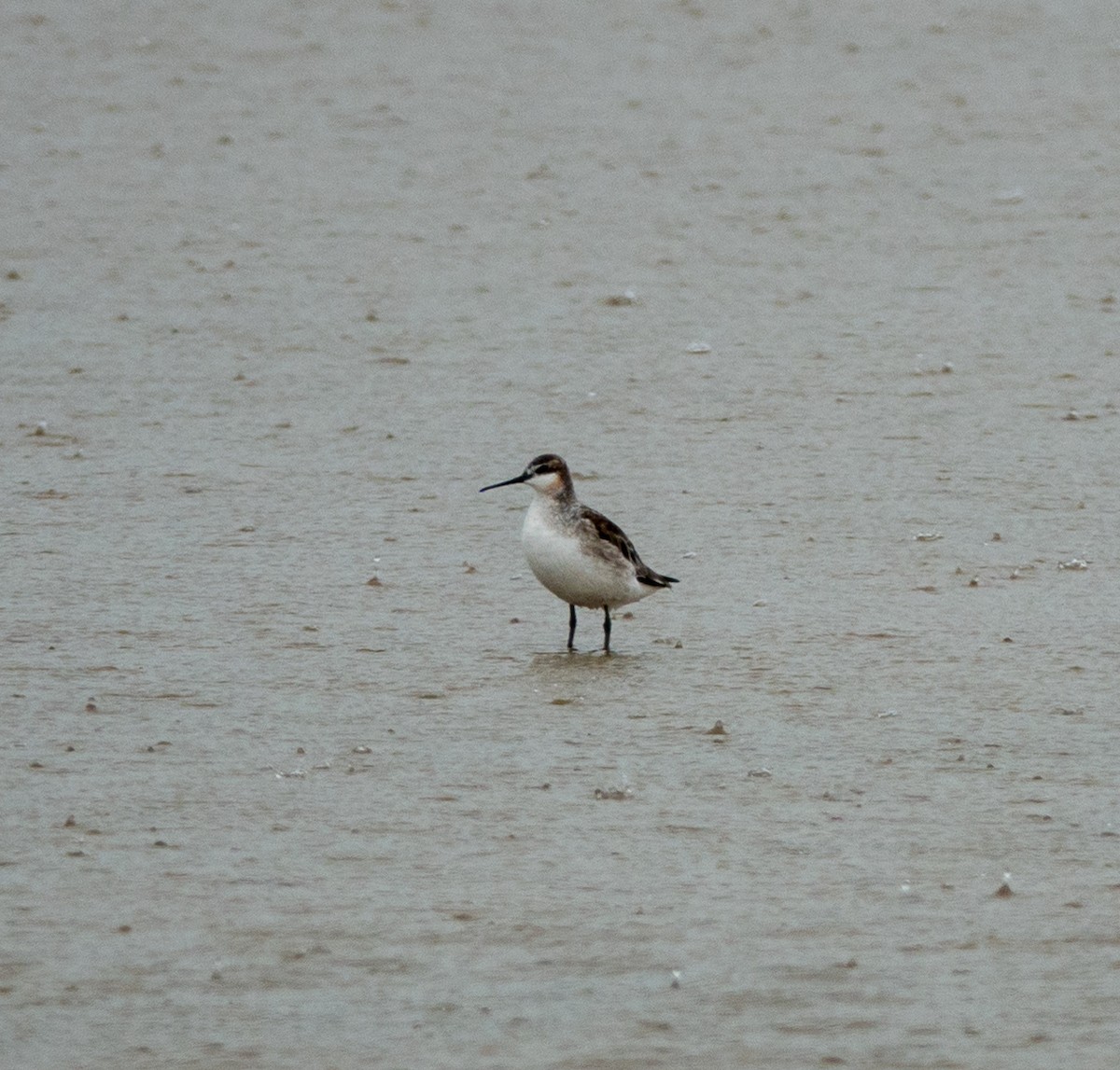 Wilson's Phalarope - ML101165451