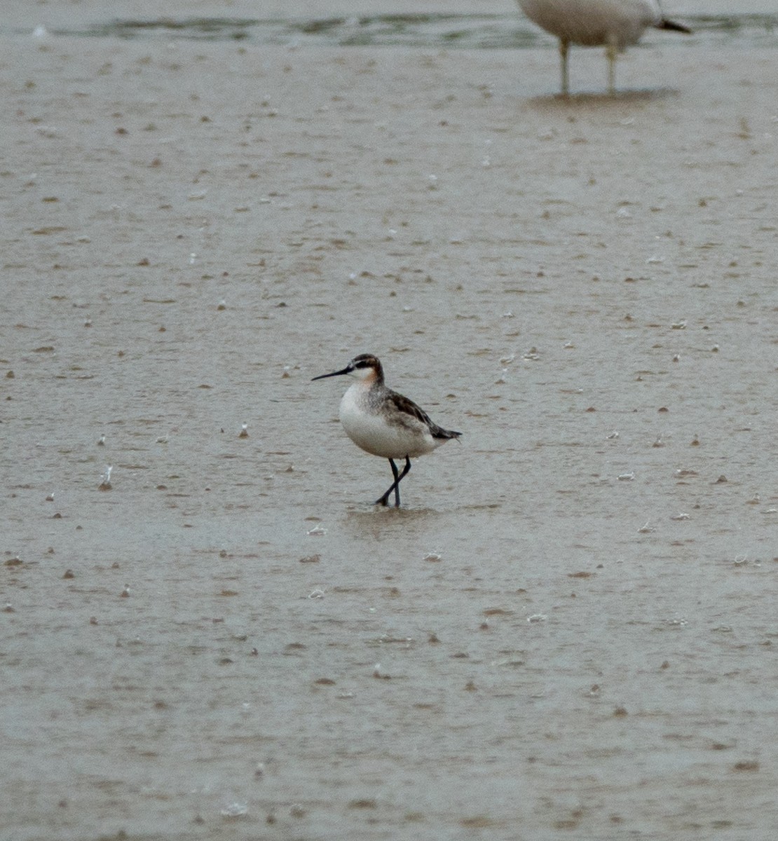 Wilson's Phalarope - Amanda Tichacek