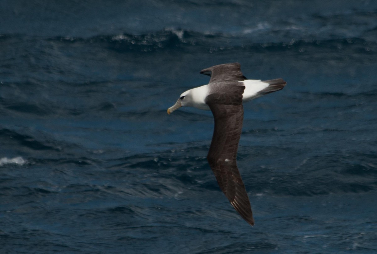 White-capped Albatross - ML101165691