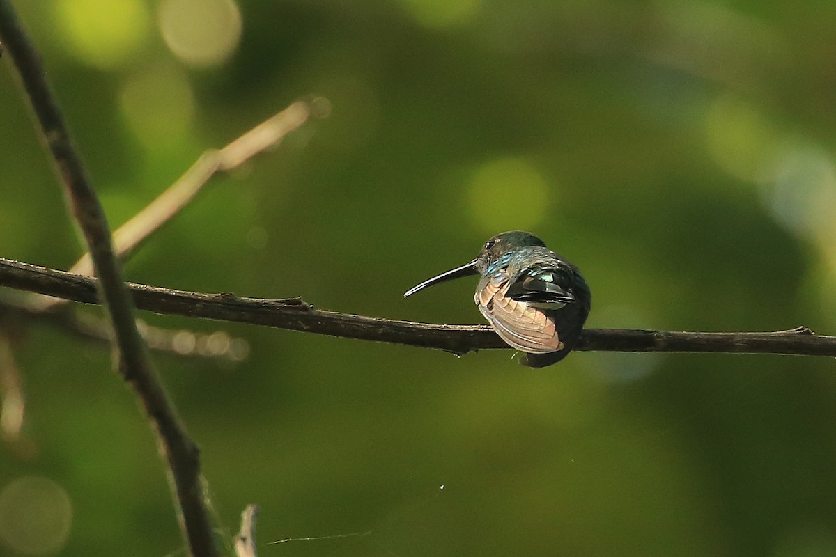 Steely-vented Hummingbird - ML101165791