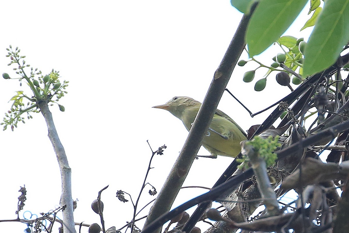 Golden-fronted Greenlet - ML101166391