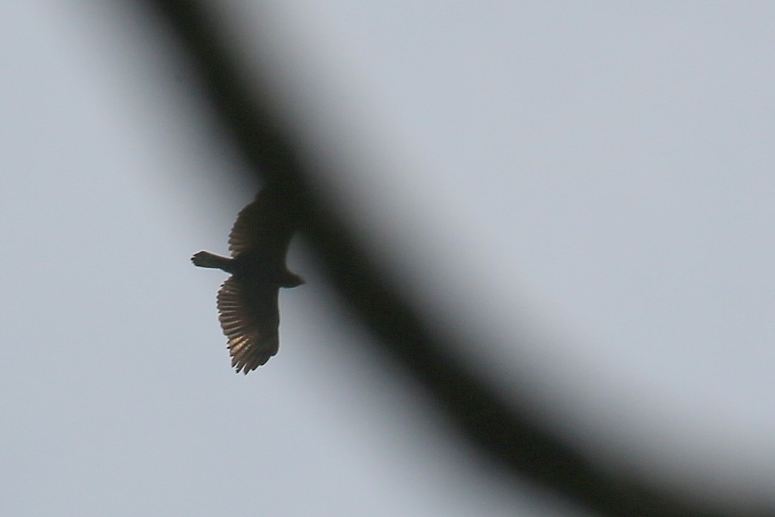 Double-toothed Kite - ML101166921