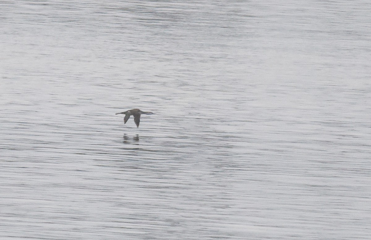 Red-throated Loon - ML101168311