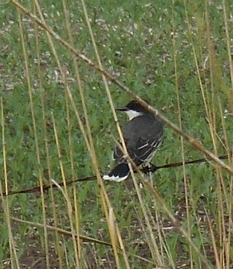 Schieferrücken-Königstyrann - ML101169501