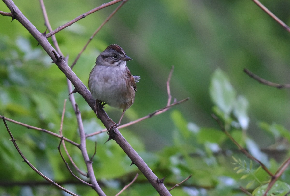 Swamp Sparrow - ML101169651