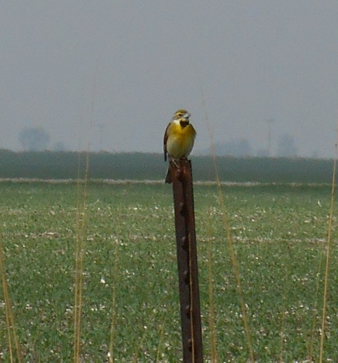 Dickcissel - ML101169931