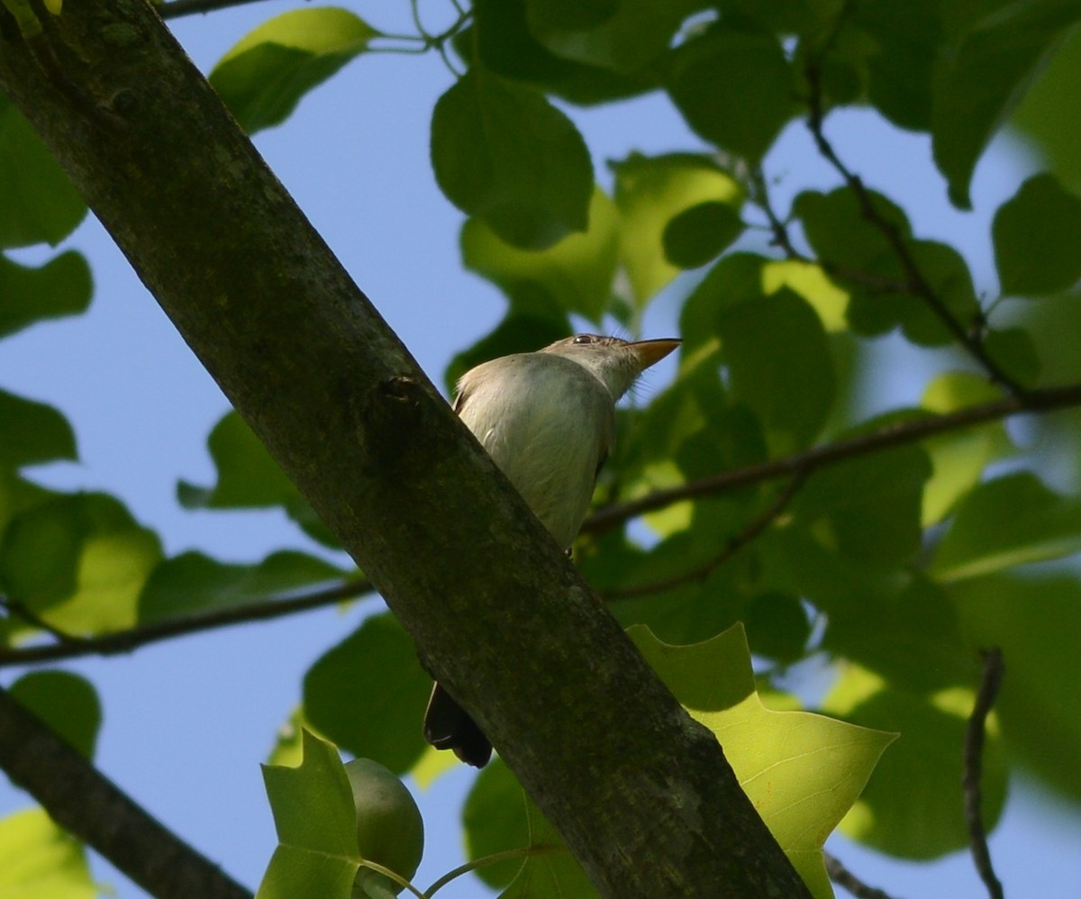 Alder Flycatcher - ML101170511