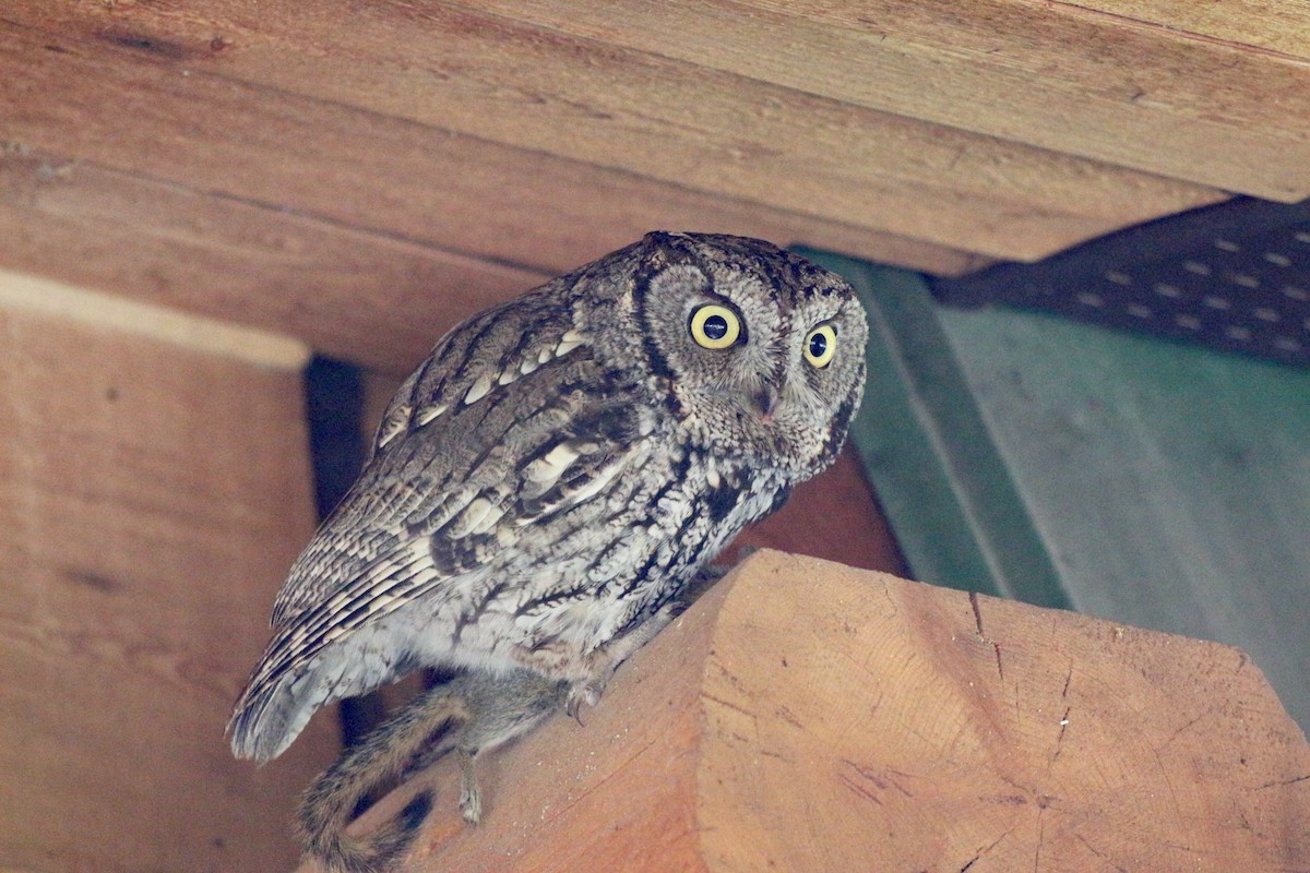 Western Screech-Owl - ML101175171