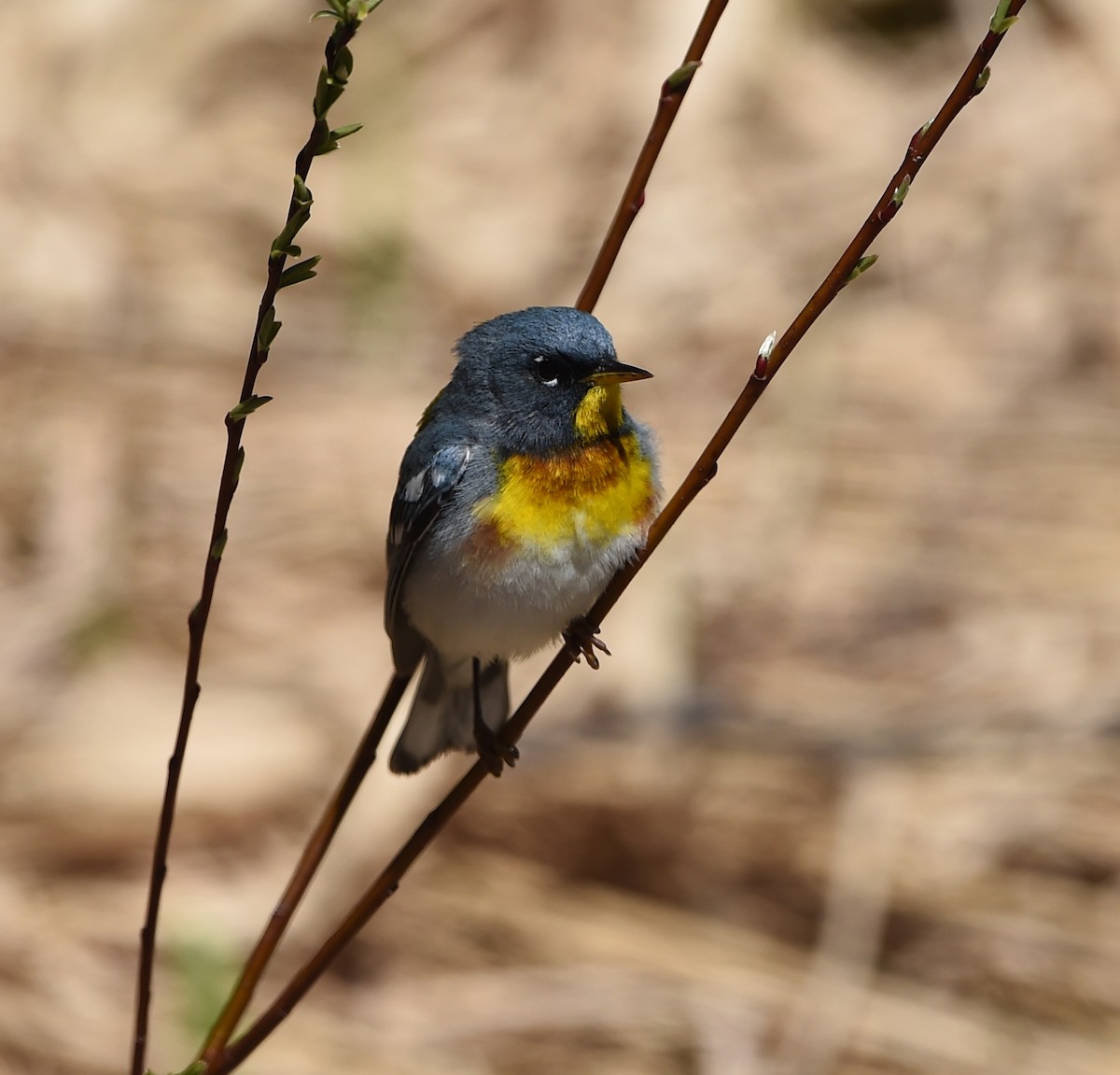 Northern Parula - ML101175261