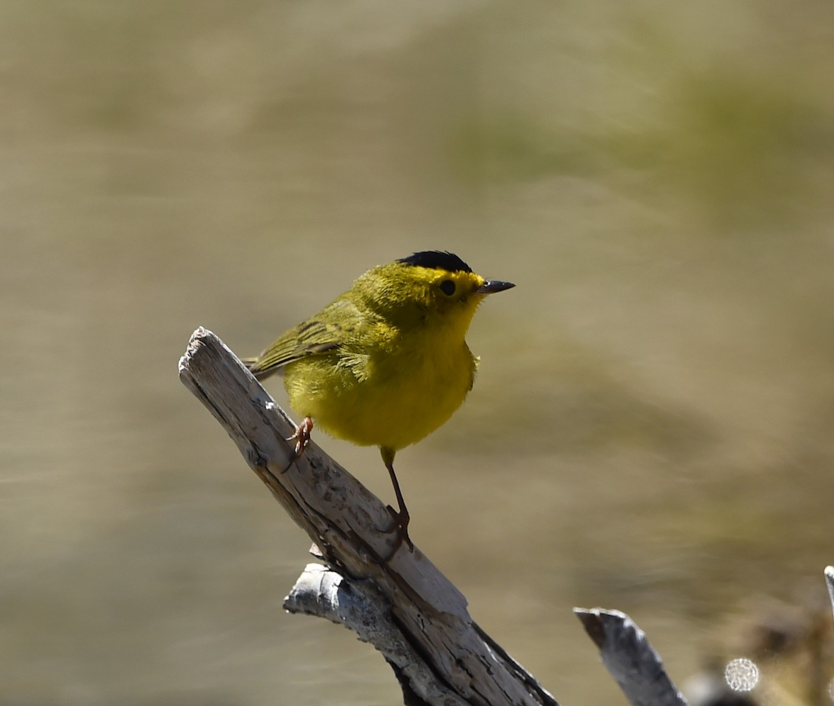 Wilson's Warbler - ML101175351