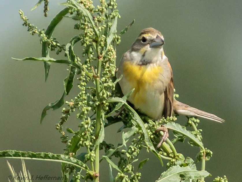 Dickcissel - ML101177321