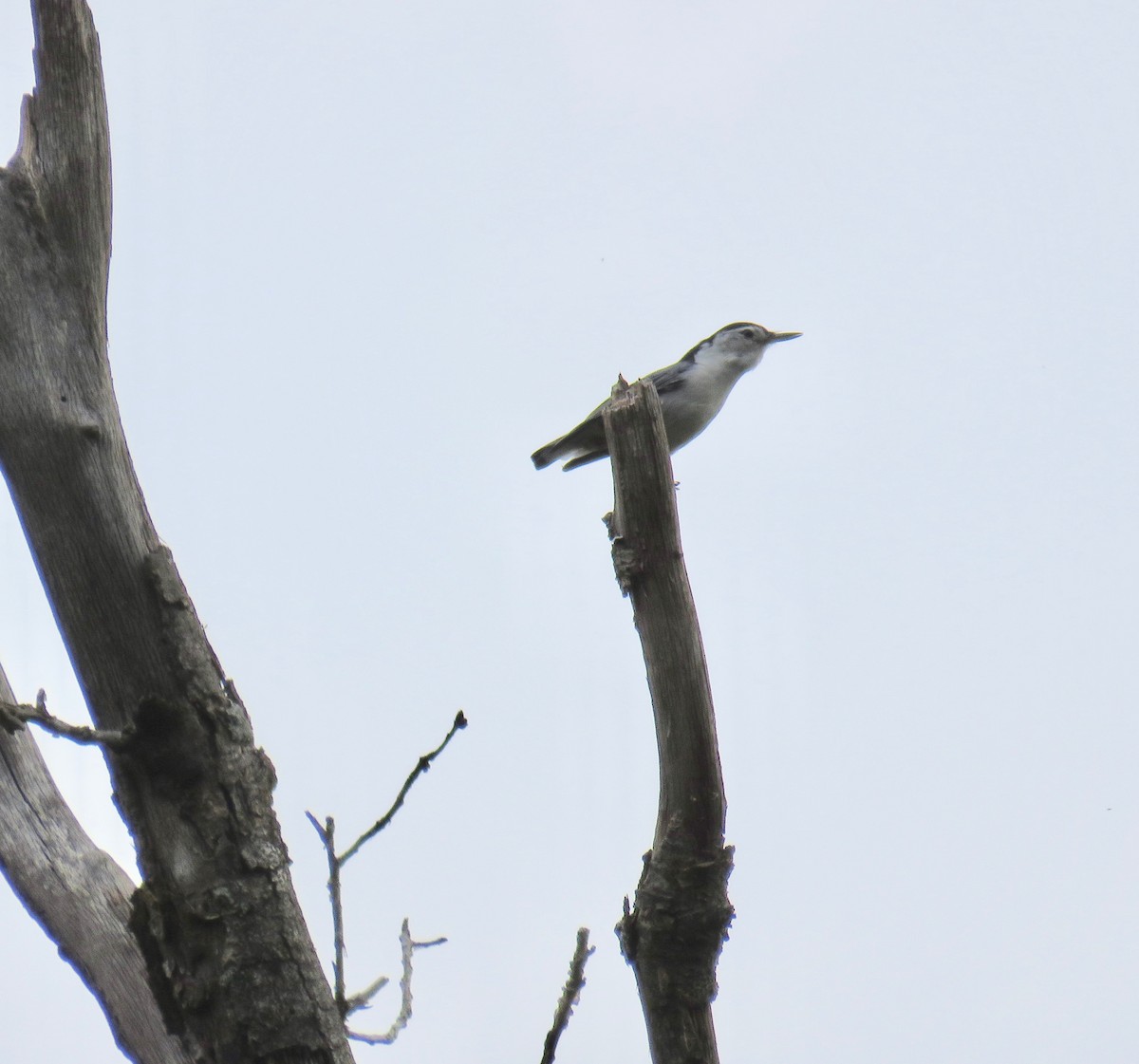 White-breasted Nuthatch - ML101180221