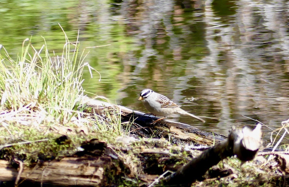 White-crowned Sparrow - ML101180311