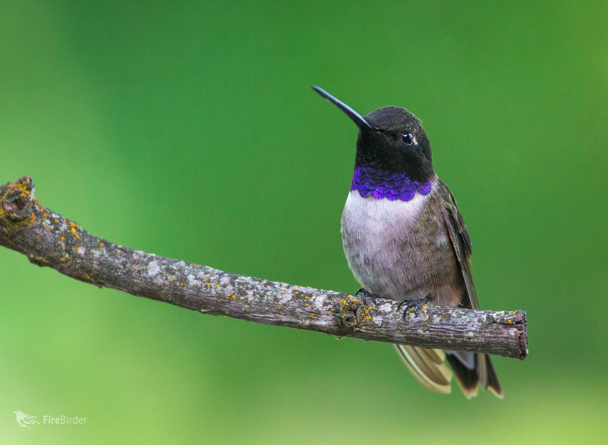 Black-chinned Hummingbird - Tanner Martin