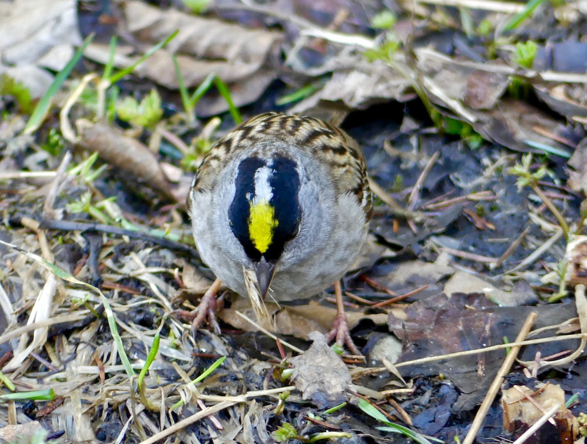 Golden-crowned Sparrow - ML101180441