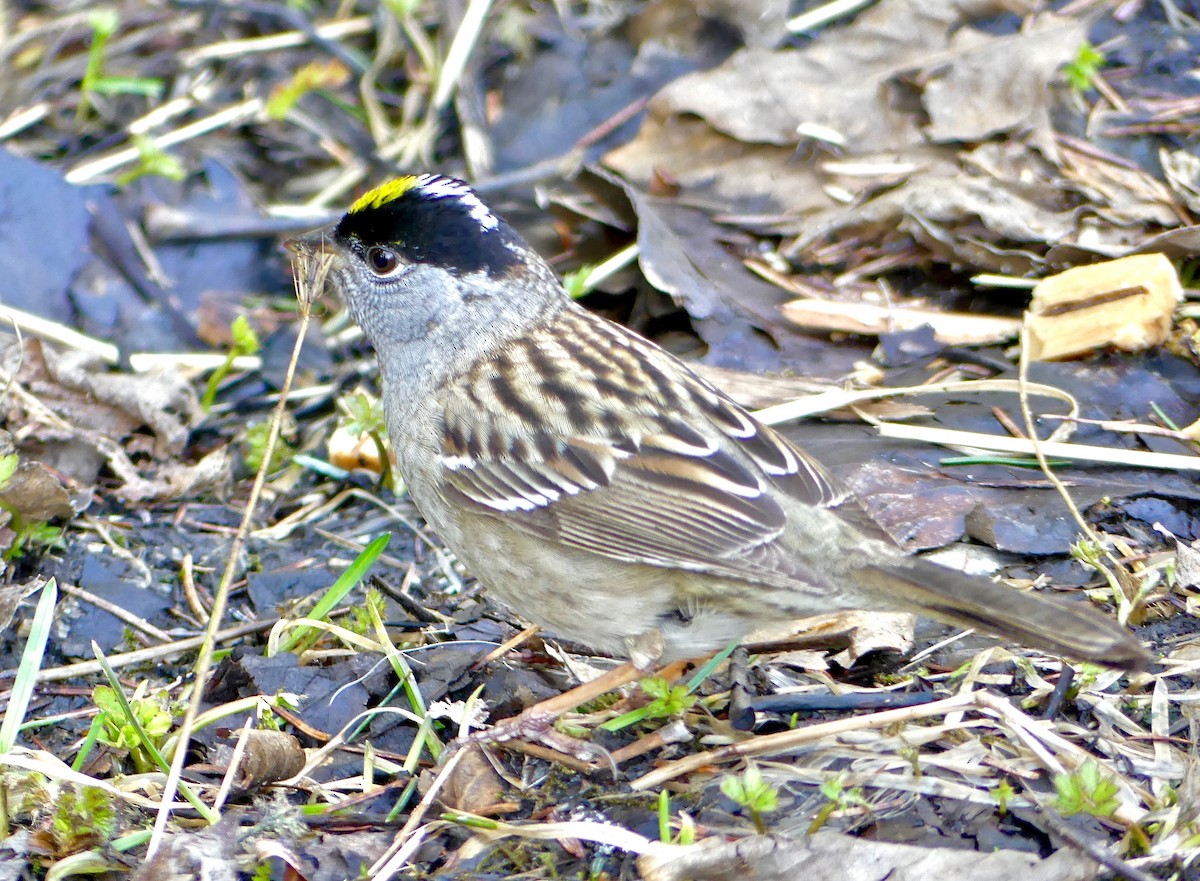 Golden-crowned Sparrow - ML101180451