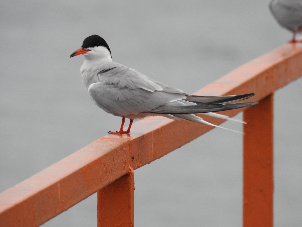 Common Tern - Bruce Hoover