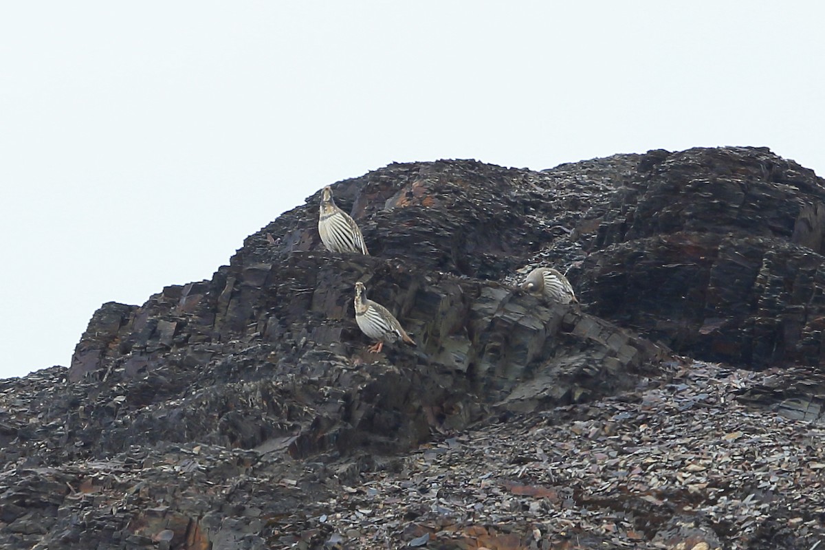 Tibetan Snowcock - ML101181611