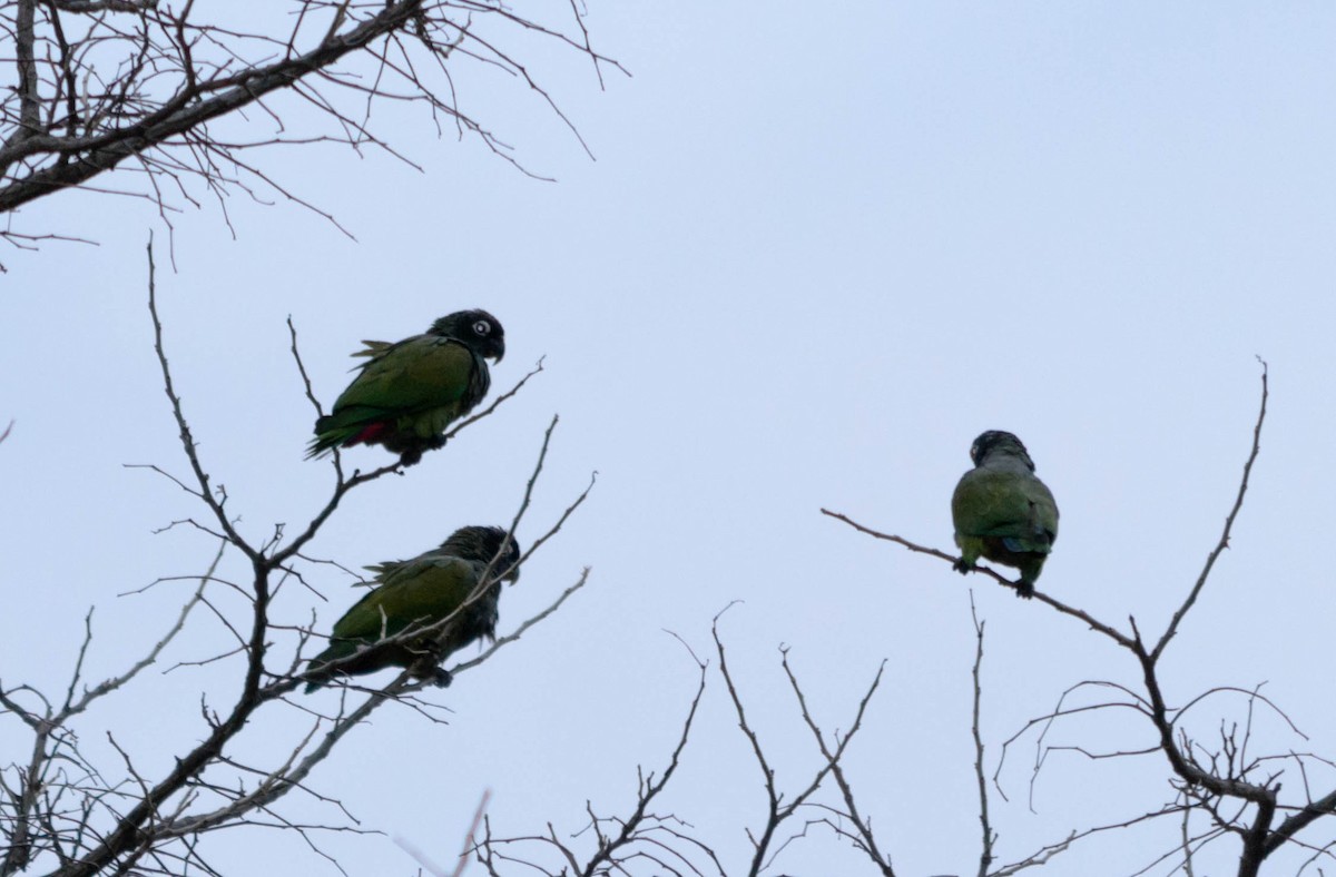 Scaly-headed Parrot - Stella Ayala