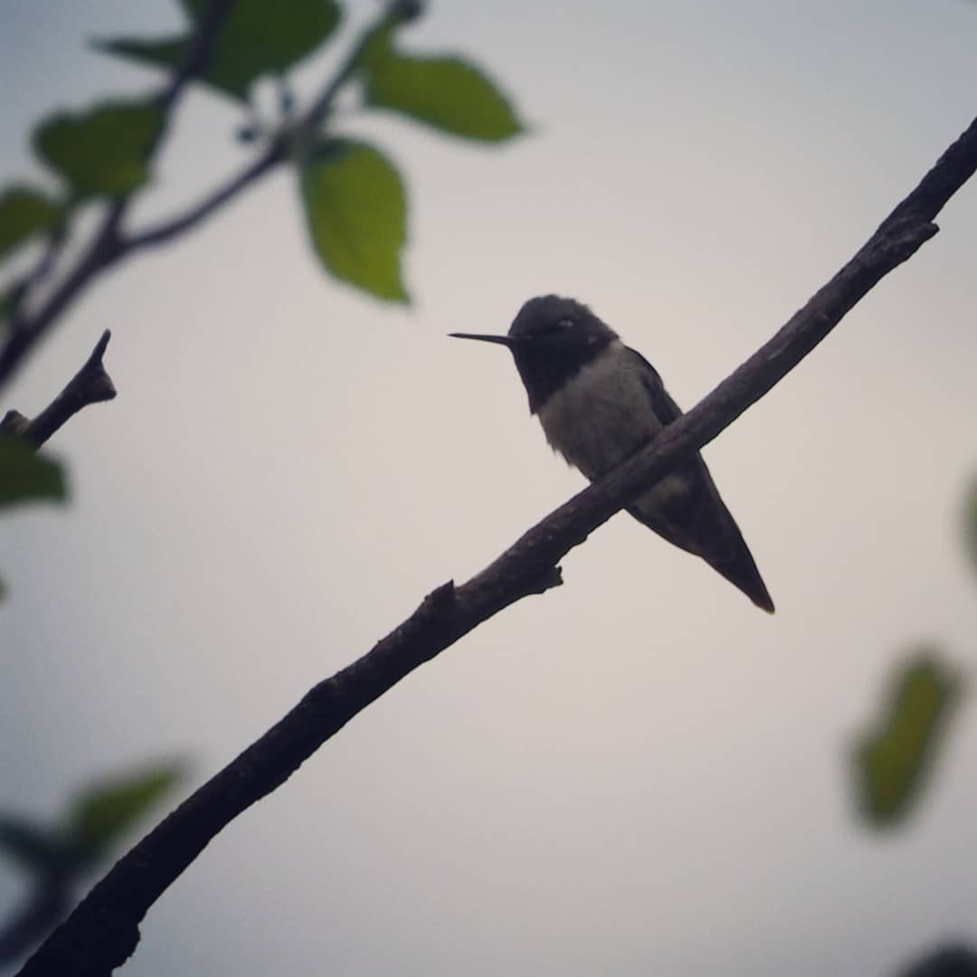 Ruby-throated Hummingbird - ML101183291