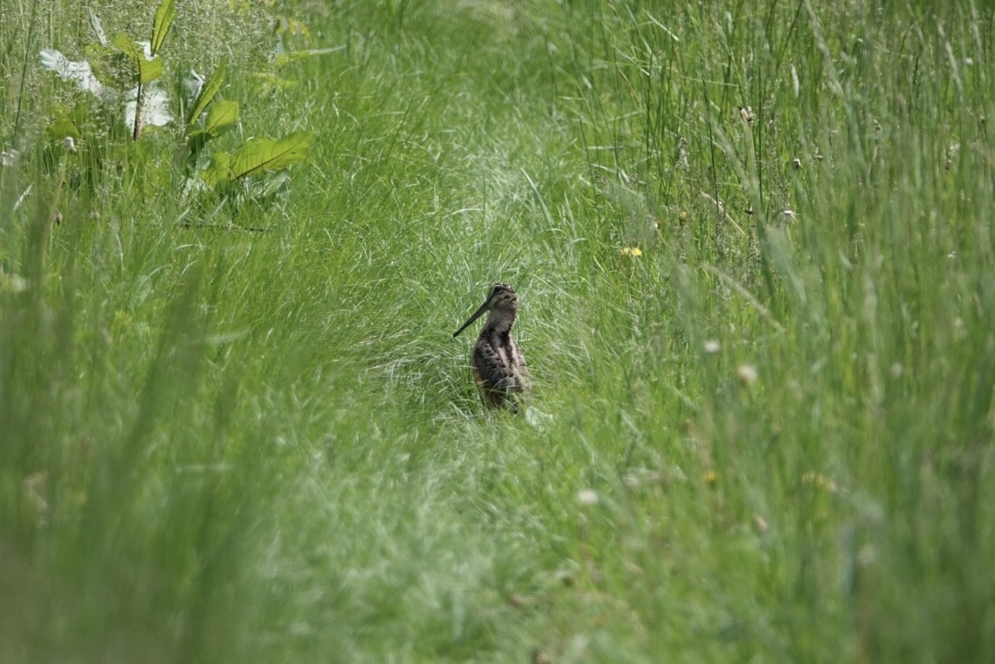 American Woodcock - ML101183441