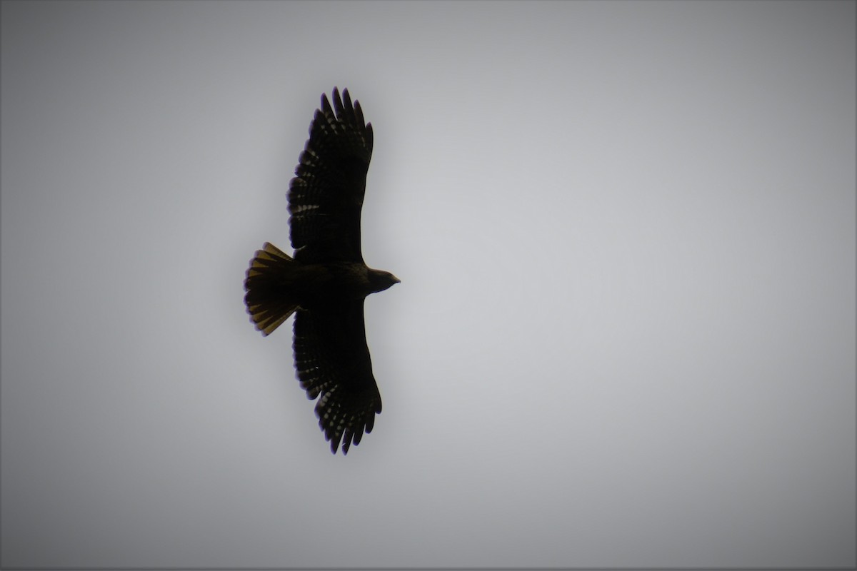 Red-tailed Hawk - ML101183601