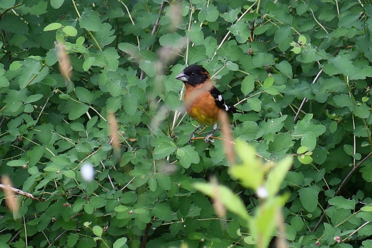 Black-headed Grosbeak - ML101183811