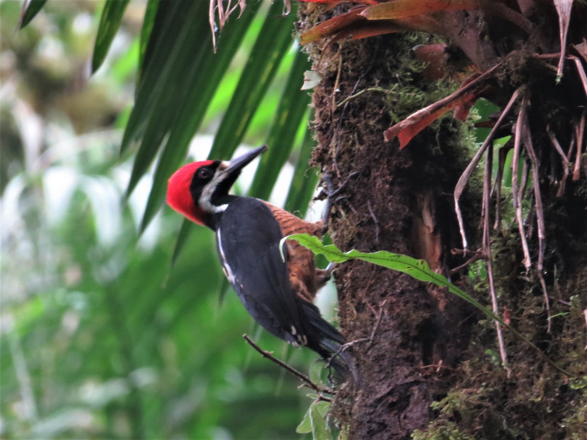 Powerful Woodpecker - ML101184651