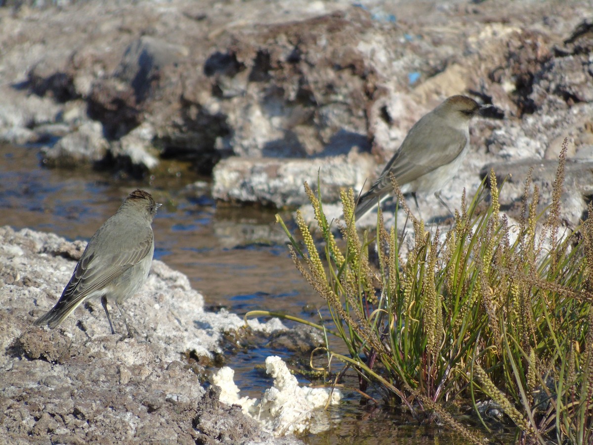 Dark-faced Ground-Tyrant - ML101184731