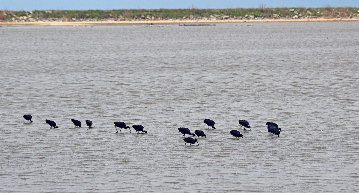 Glossy Ibis - ML101185781