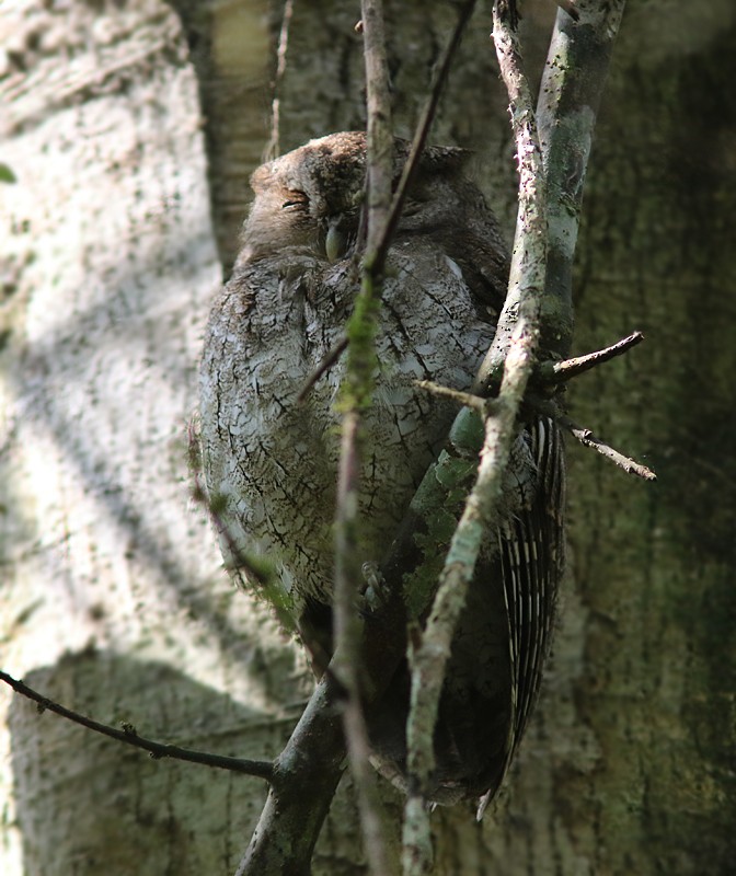 Middle American Screech-Owl (Middle American) - ML101186071