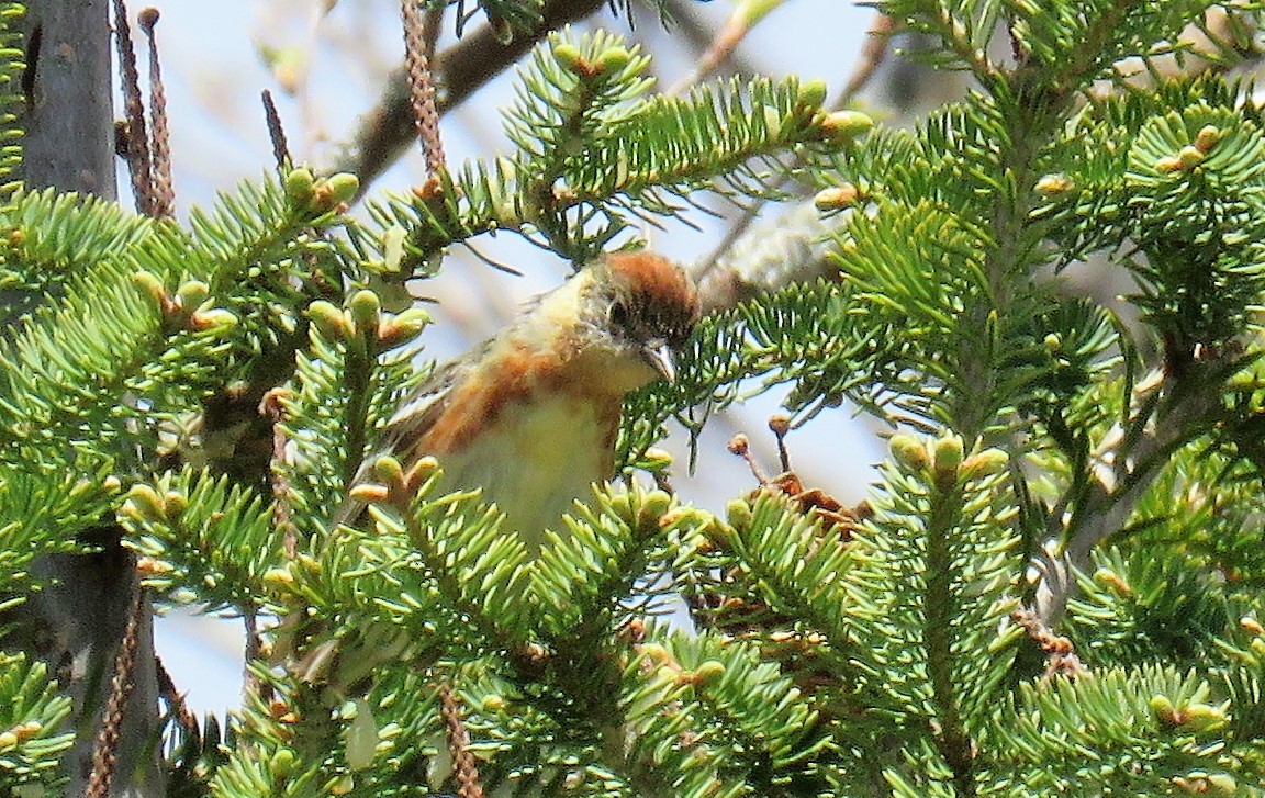 Bay-breasted Warbler - ML101186741