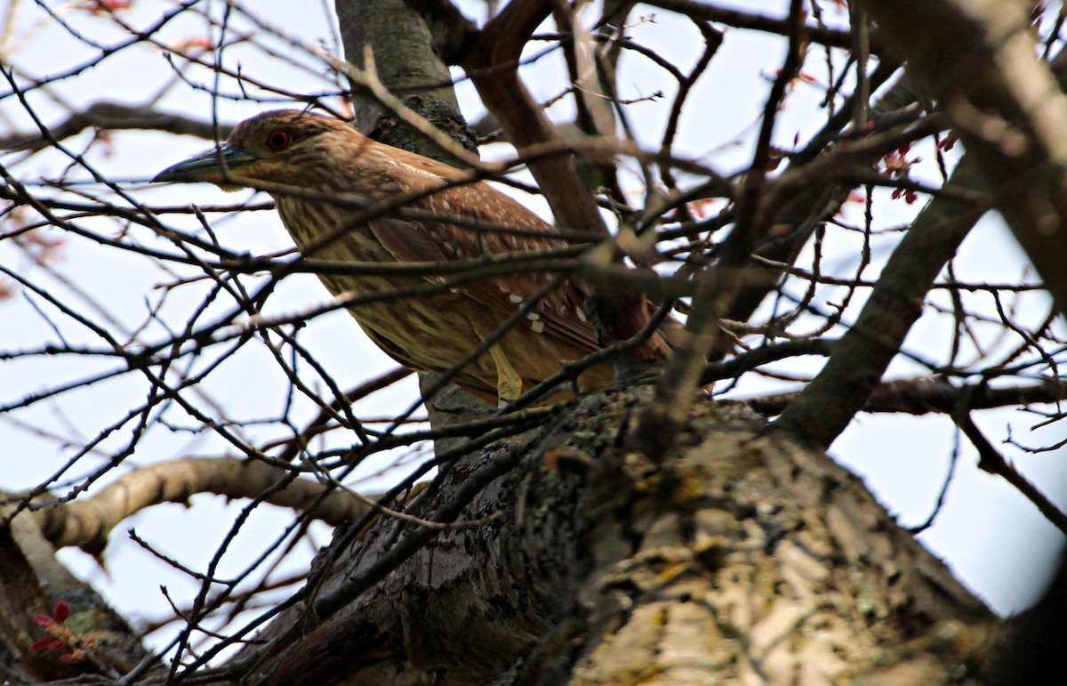 Black-crowned Night Heron - ML101188201