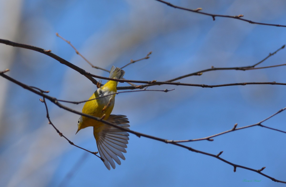 Nashville Warbler - François Hamel