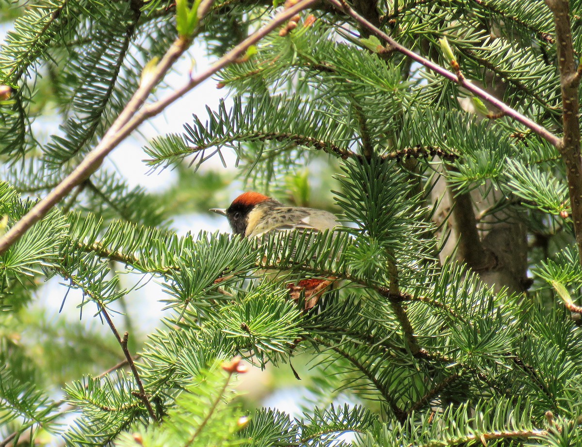 Bay-breasted Warbler - ML101189651