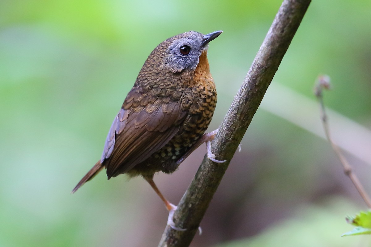 Rufous-throated Wren-Babbler - Jon Irvine