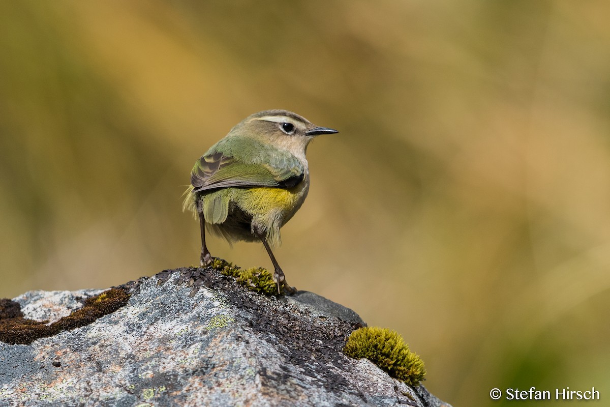 South Island Wren - Stefan Hirsch