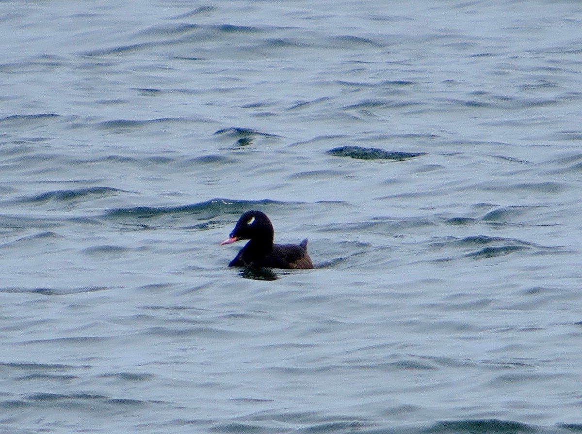 White-winged Scoter - ML101194811