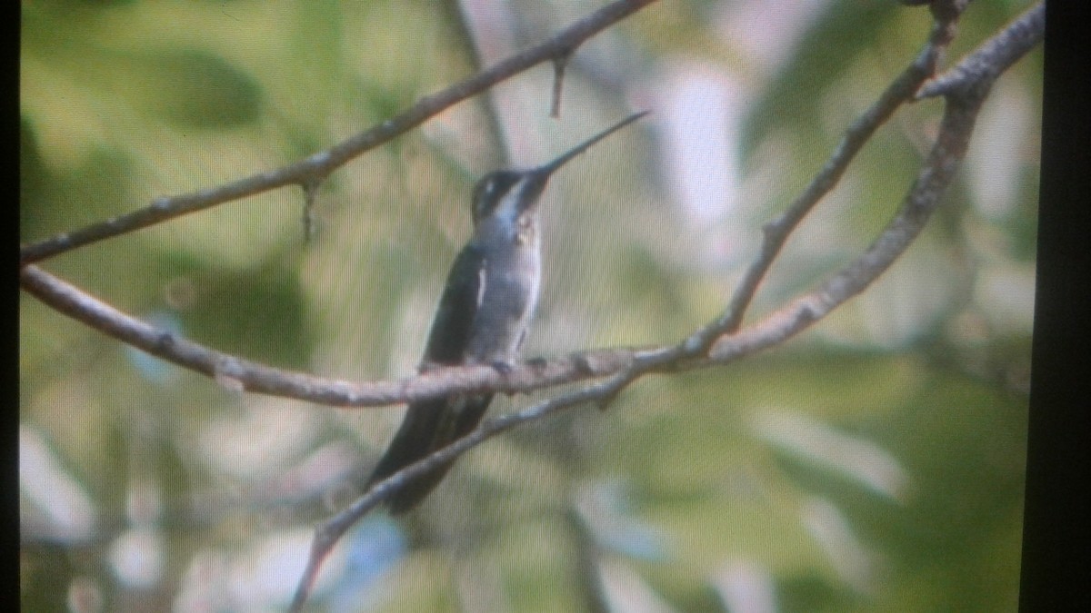 Plain-capped Starthroat - ML101196621