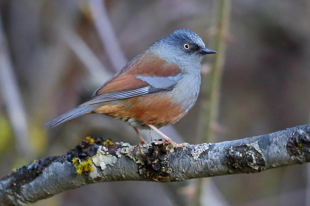 Maroon-backed Accentor - Jon Irvine