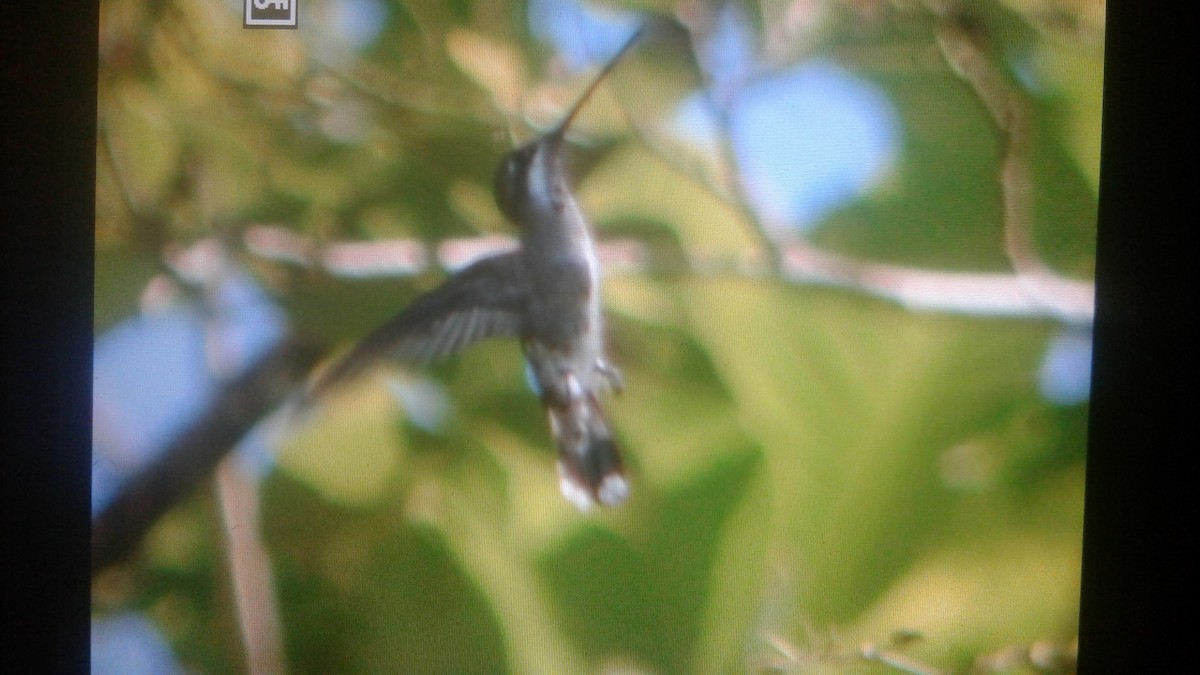 kolibřík achátový - ML101197271