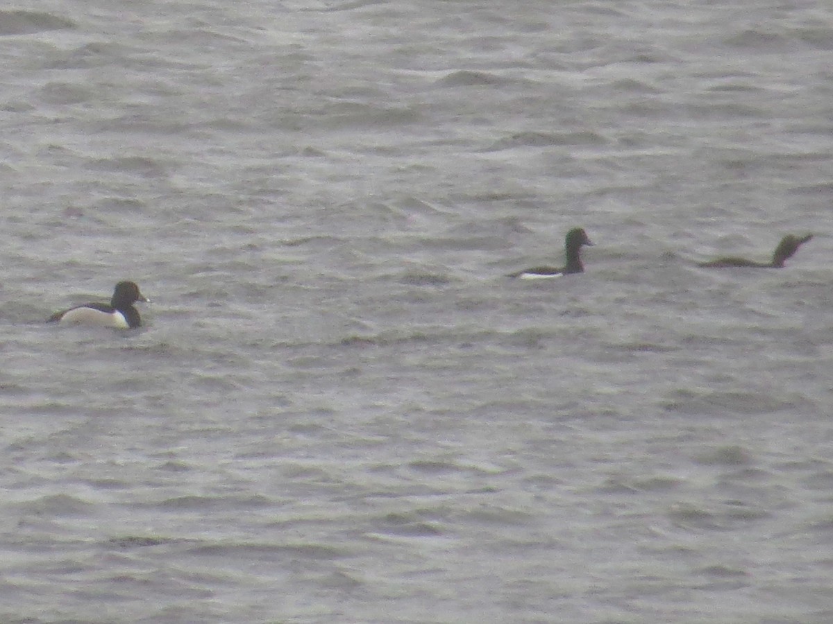 Ring-necked Duck - Richard Hall