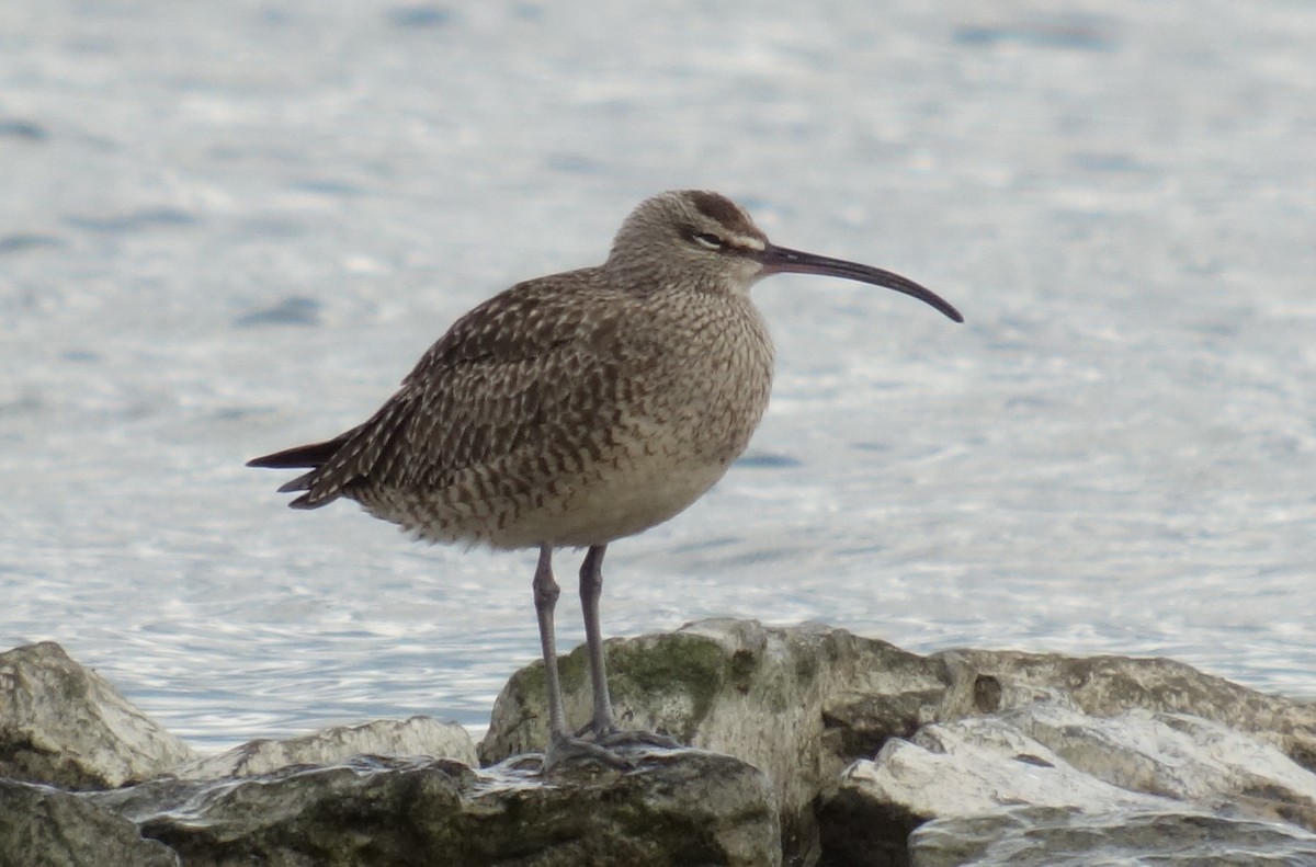 Regenbrachvogel - ML101201541