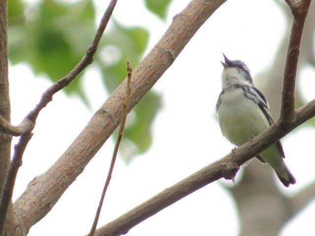 Cerulean Warbler - Martin Stoner